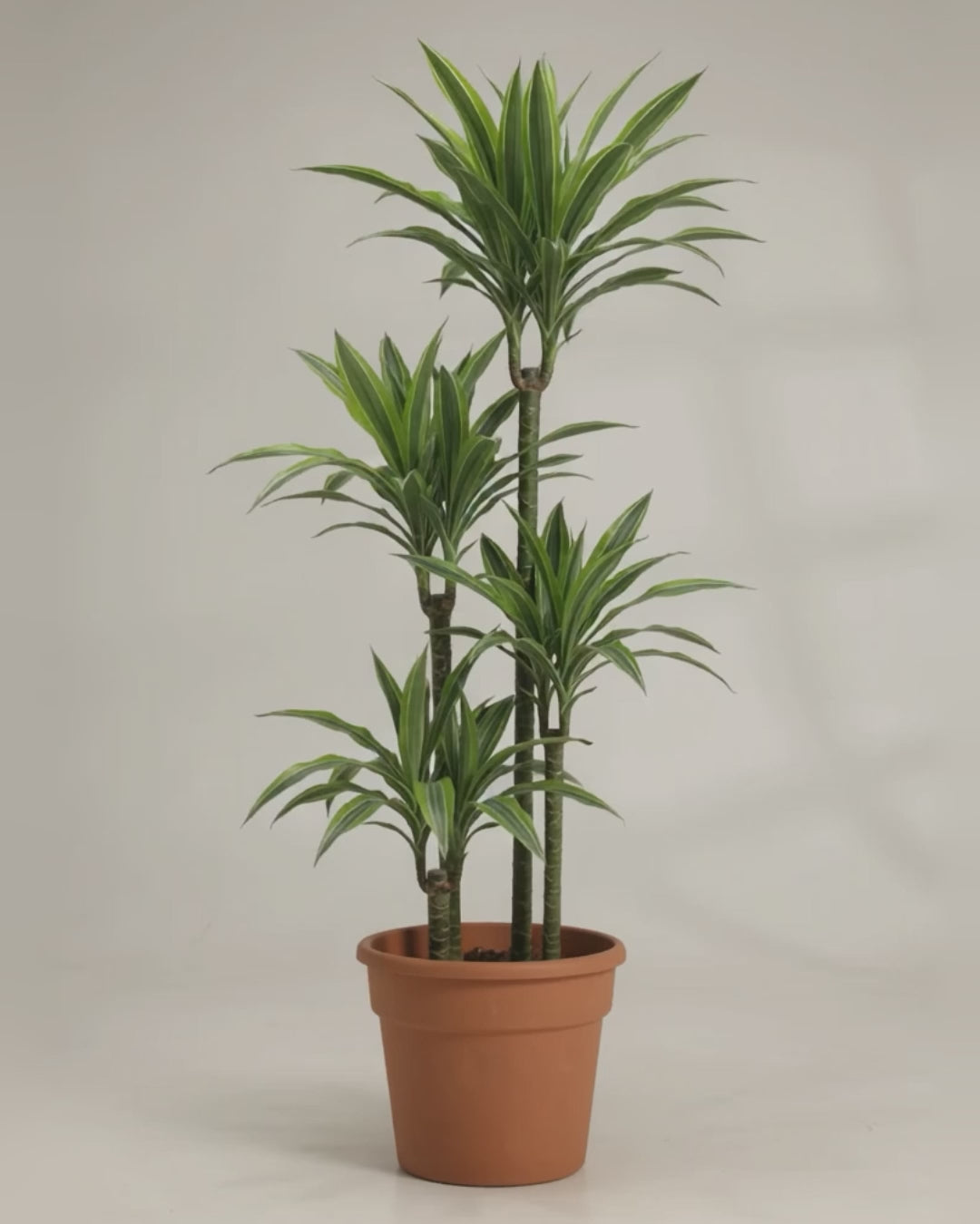 Artificial Dracaena Massangeana 3 Stem 140cm video
