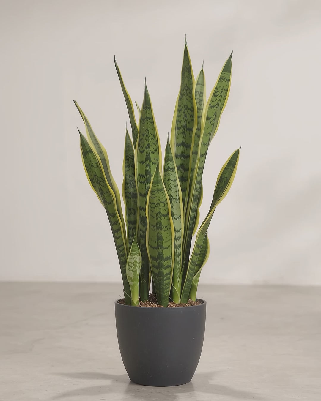 Artificial Sansevieria Trifasciata with pot video