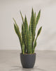 Artificial Sansevieria Trifasciata with pot video