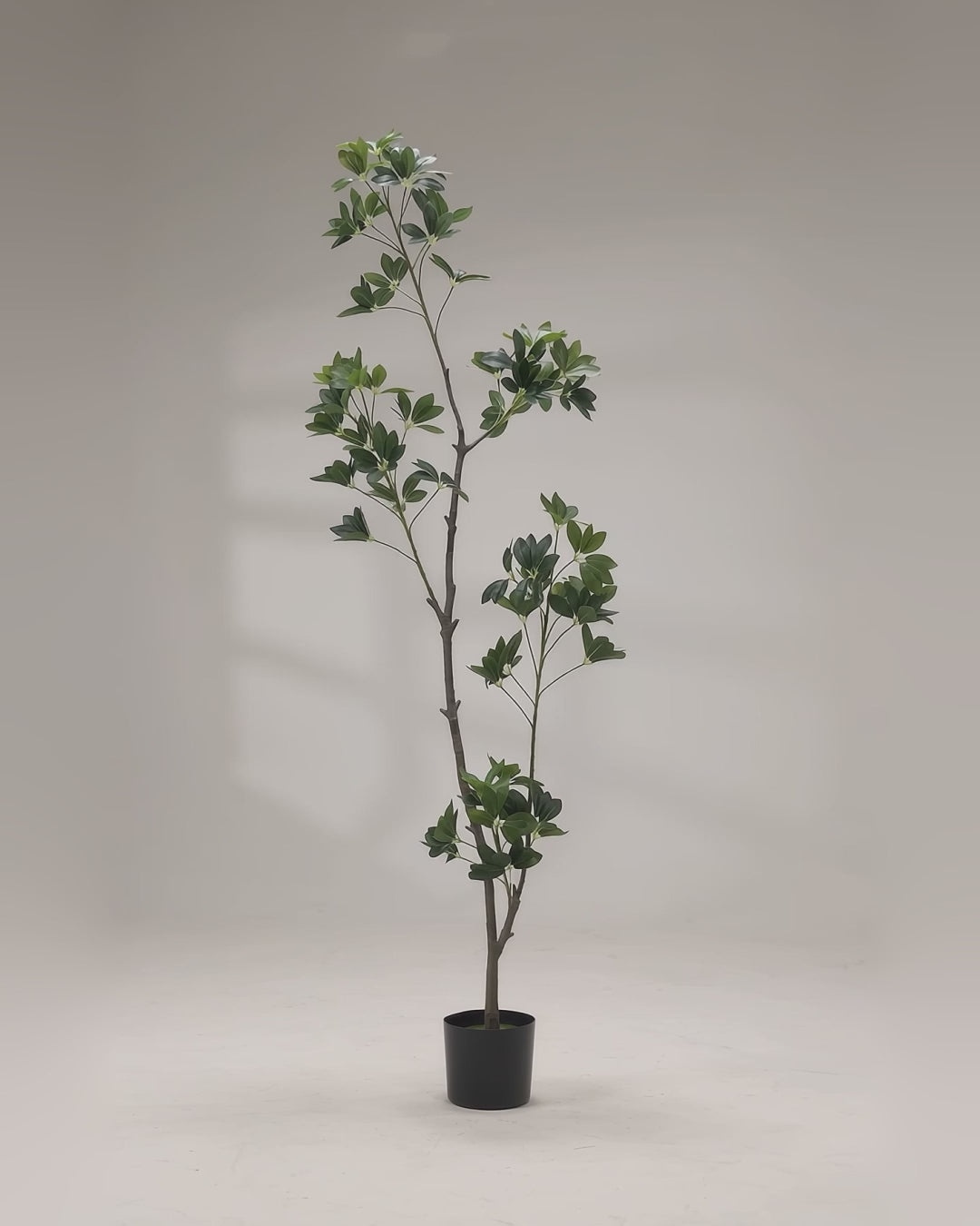 Artificial Schefflera Arboricola Tree 180cm video