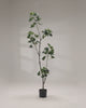 Artificial Schefflera Arboricola Tree 180cm video