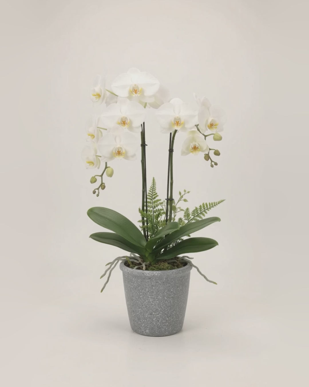 Artificial Potted Orchid video