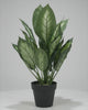 Artificial Dieffenbachia maculata in VASO Pot video