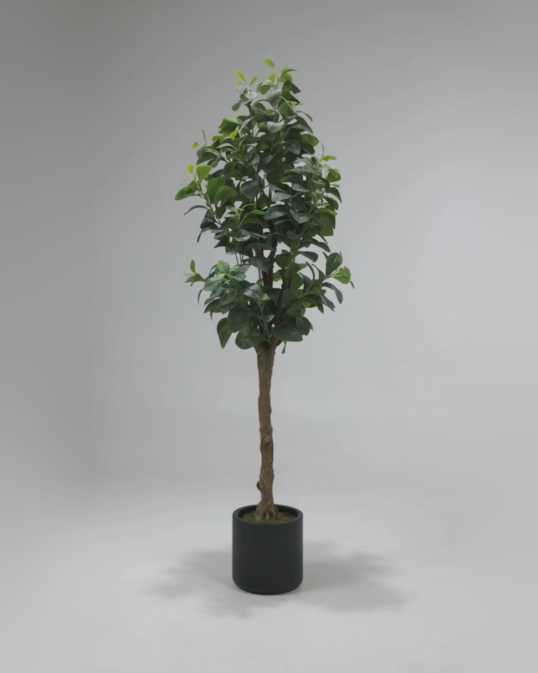 Artificial Ficus Panda 145cm video