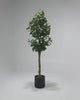 Artificial Ficus Panda 145cm video