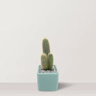 Prickly Bliss - Bostan Al Jazeera