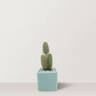 Prickly Bliss - Bostan Al Jazeera
