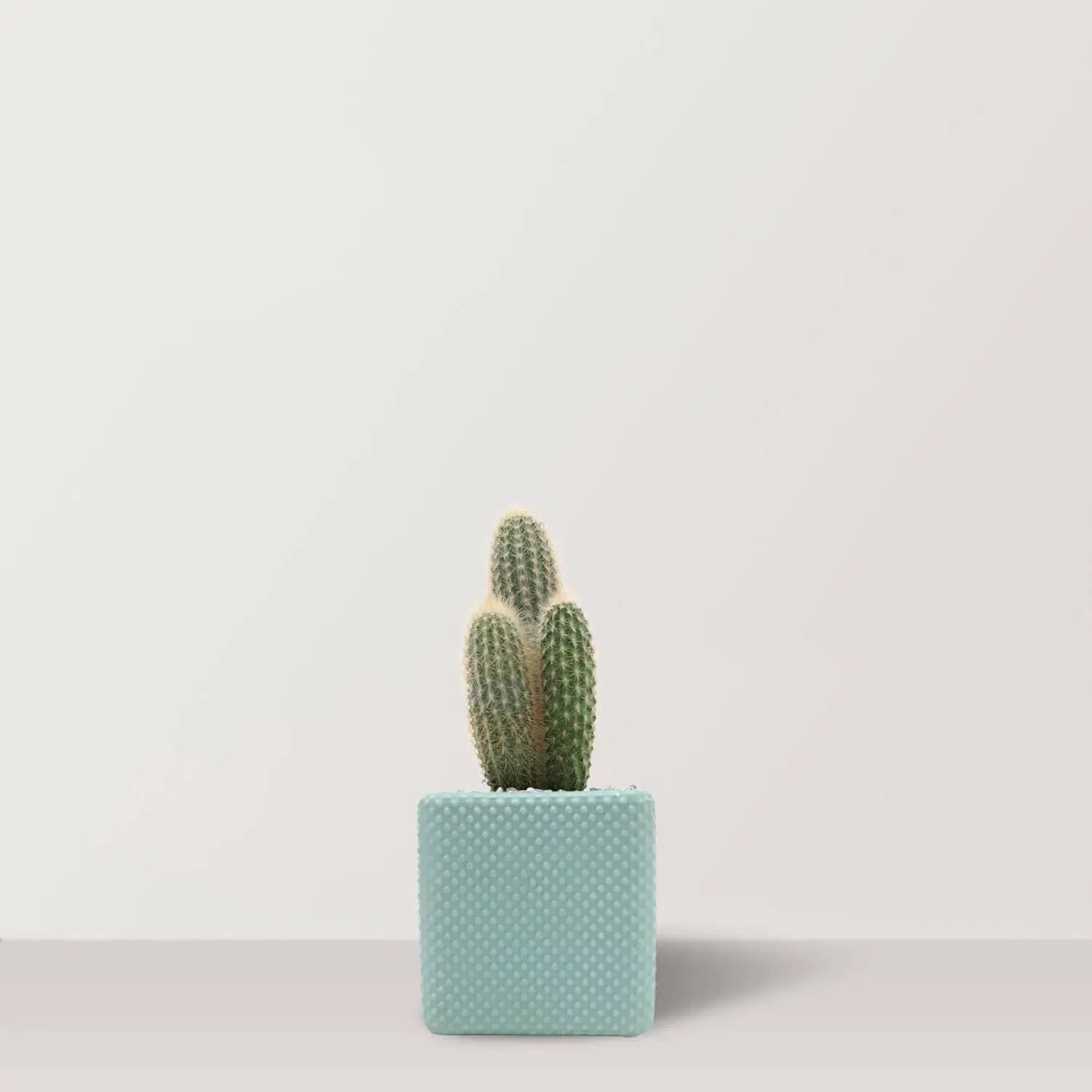 Prickly Bliss - Bostan Al Jazeera