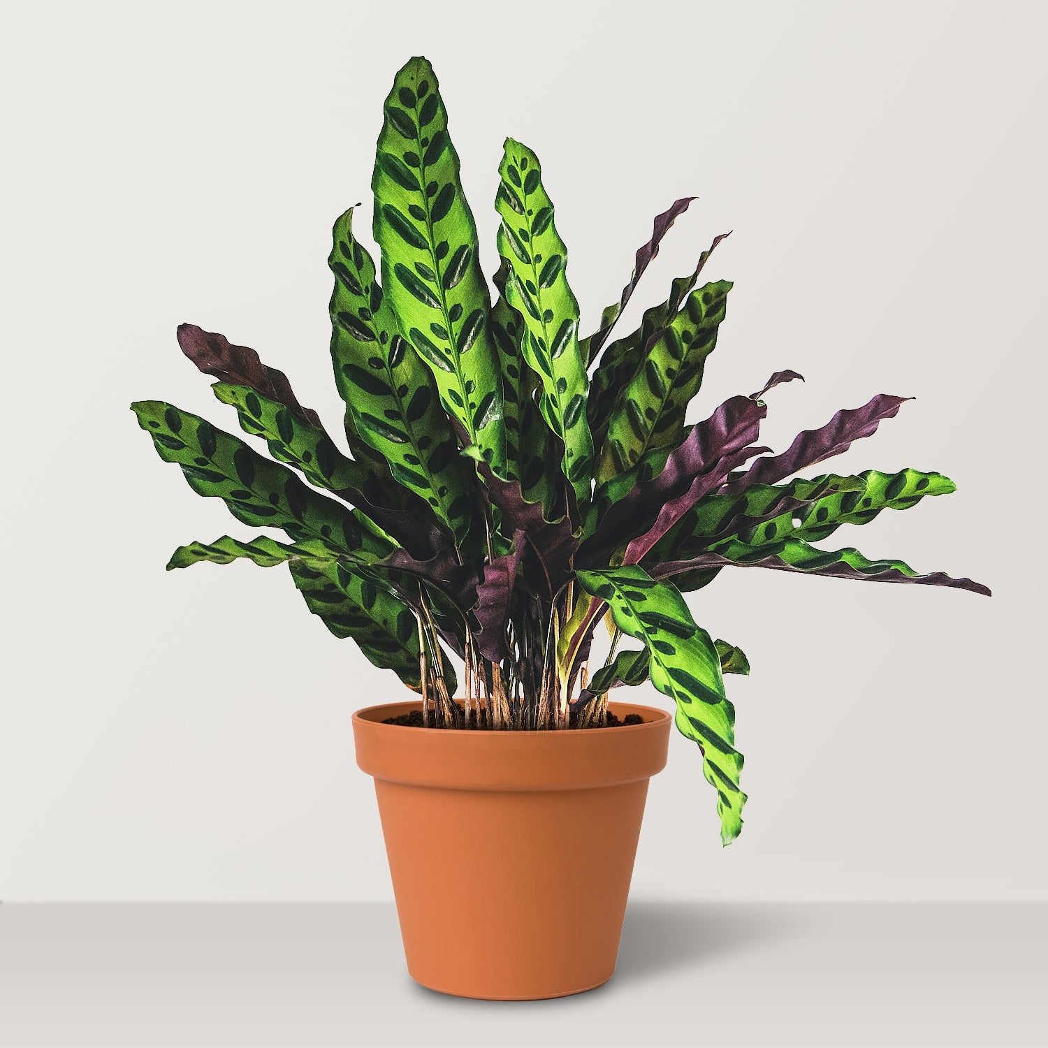 Rattlesnake Plant (Calathea insignis) - Bostan Al Jazeera