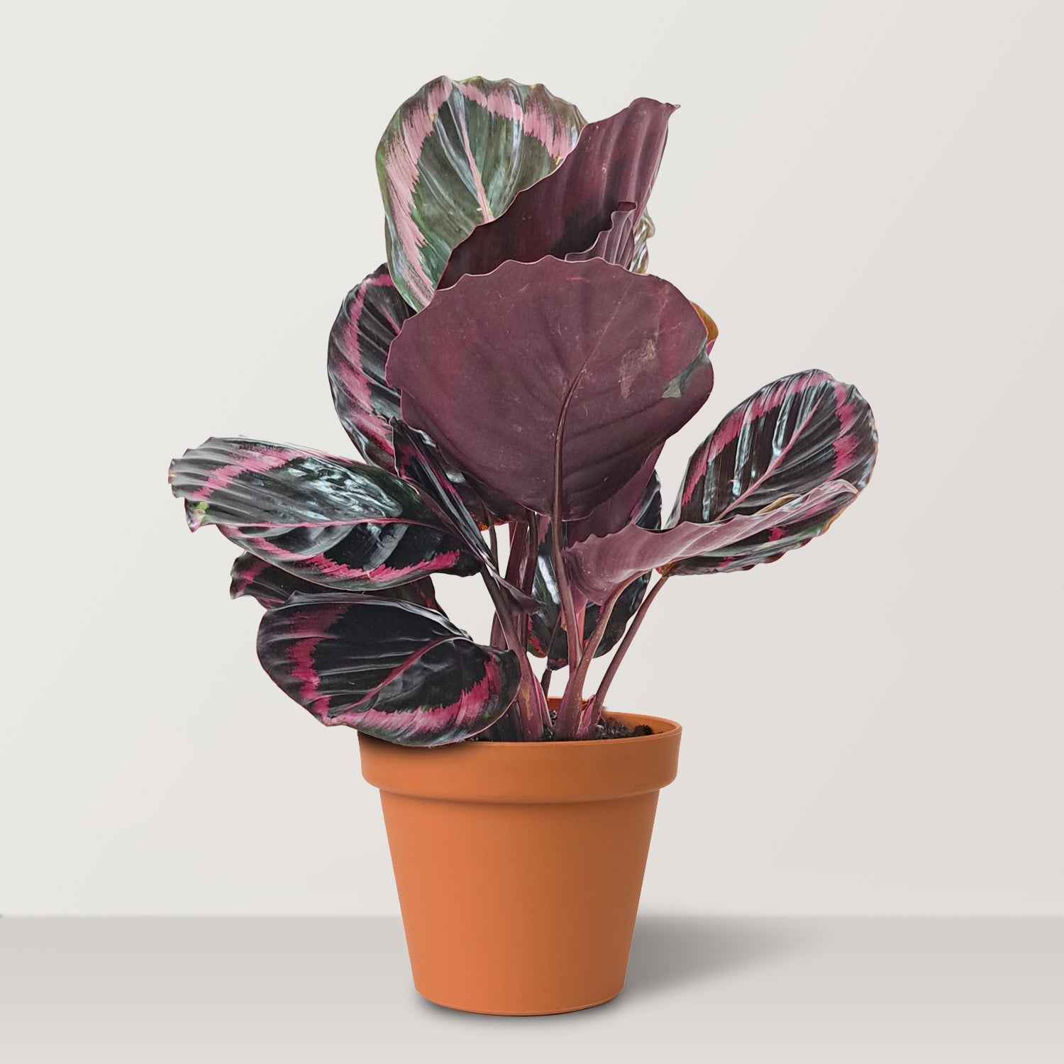 Rose Painted Calathea (Calathea roseopicta) - Bostan Al Jazeera