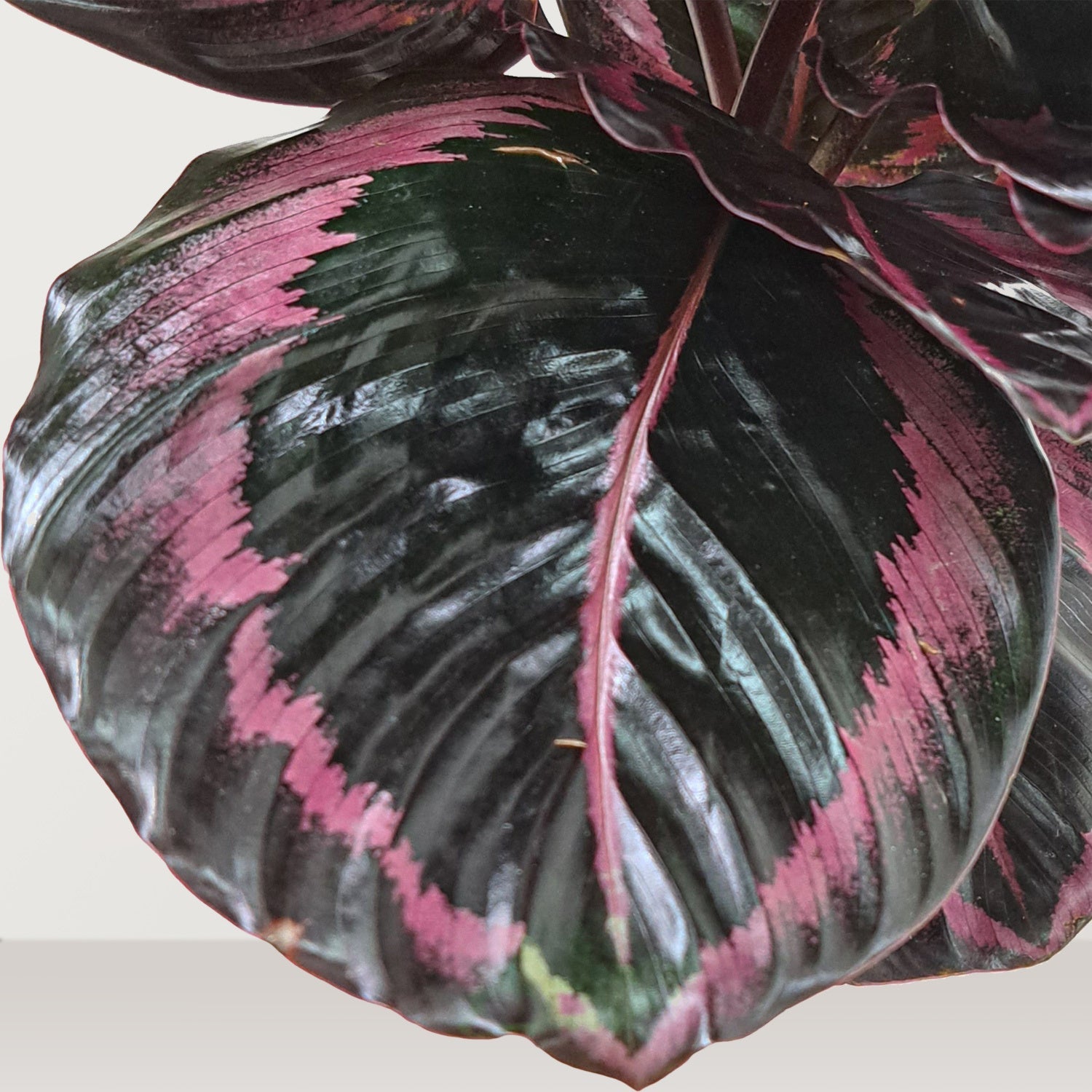 Rose Painted Calathea (Calathea roseopicta) - Bostan Al Jazeera