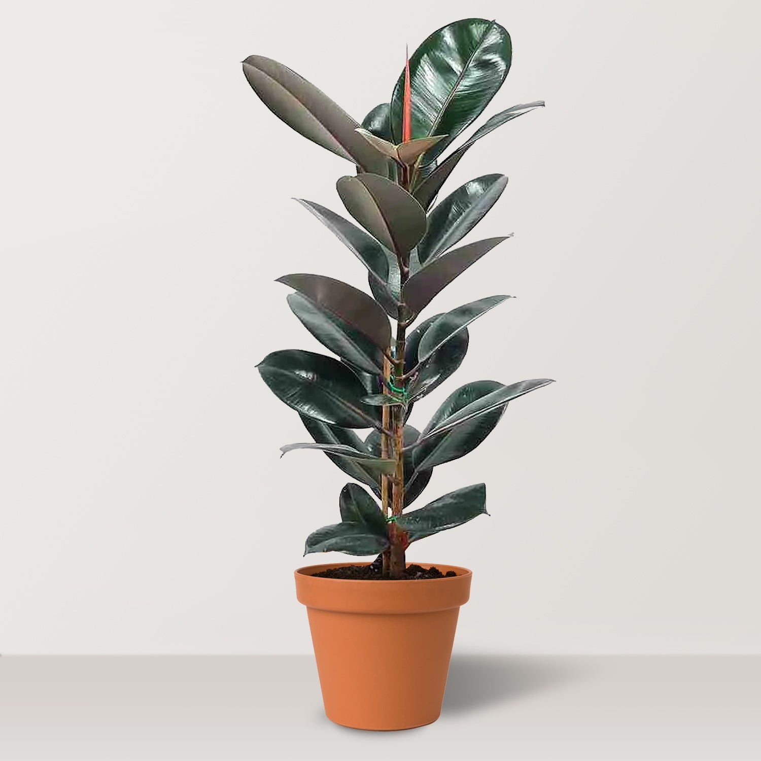 Rubber Plant (Ficus elastica Abidjan) - Bostan Al Jazeera