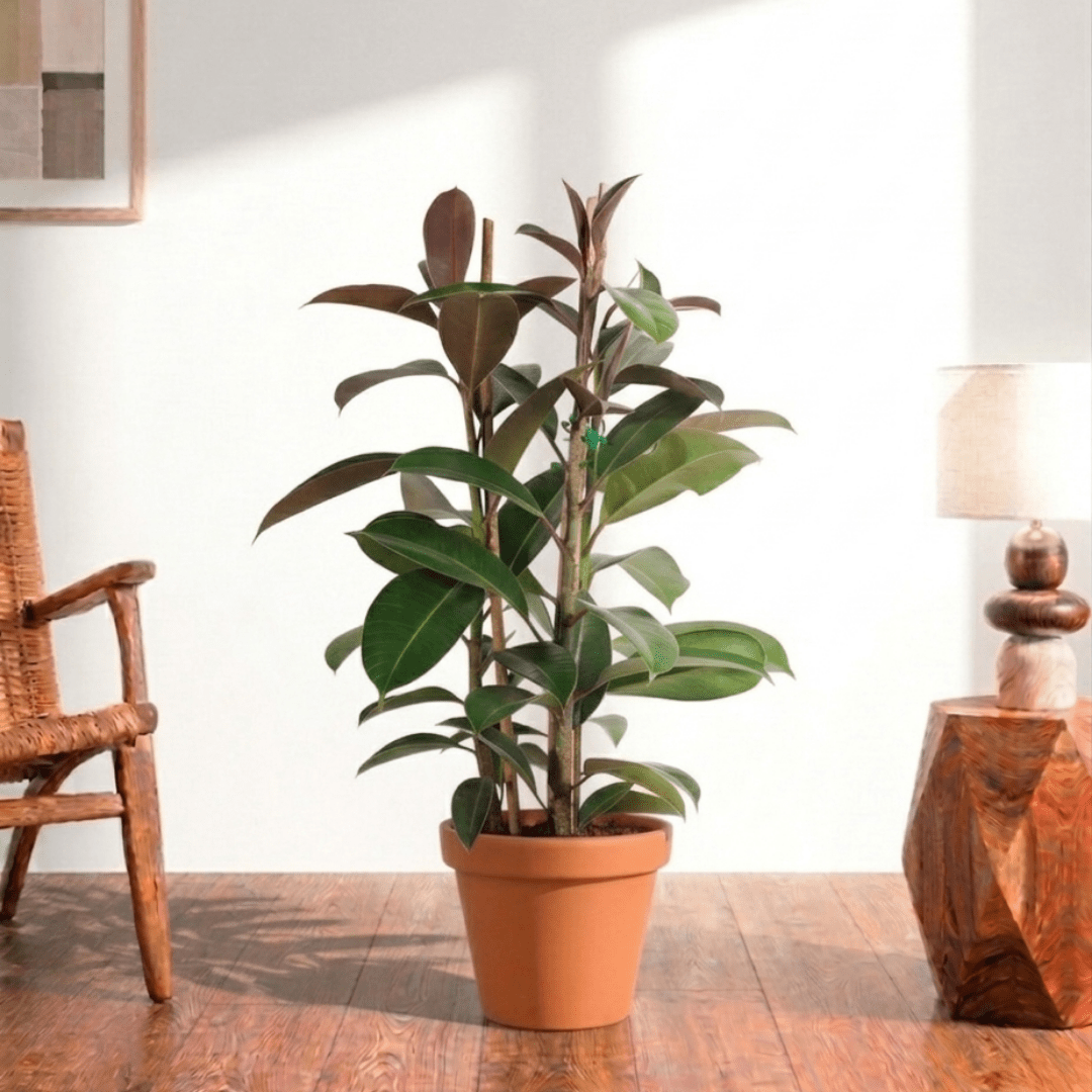 Rubber Plant (Ficus elastica Robusta) - Bostan