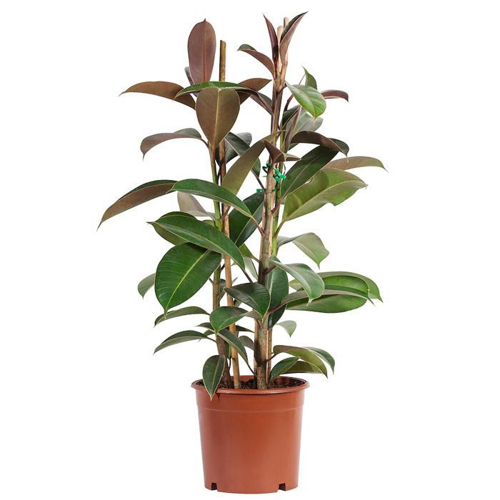 Rubber Plant (Ficus elastica Robusta) - Bostan Al Jazeera