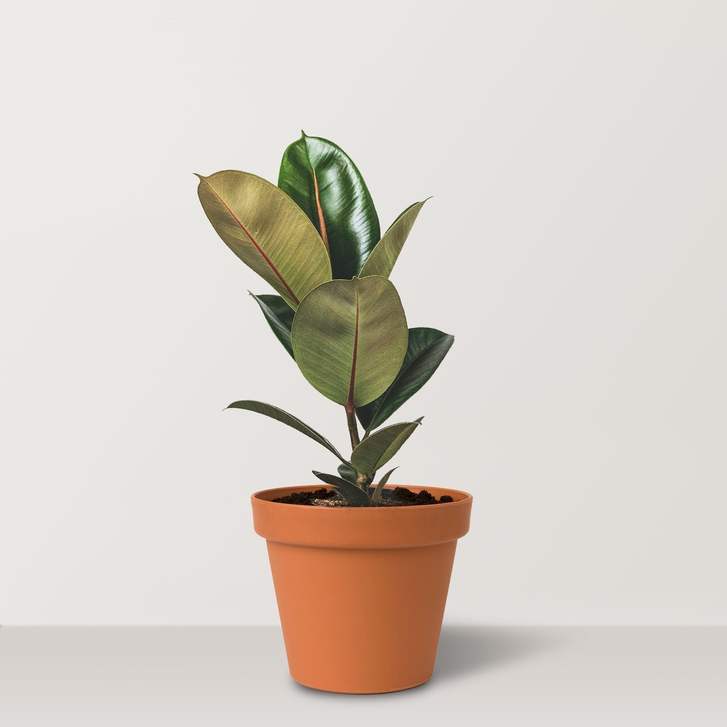 Rubber Plant (Ficus elastica Robusta) - Bostan Al Jazeera