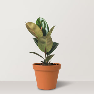 Rubber Plant (Ficus elastica Robusta) - Bostan Al Jazeera