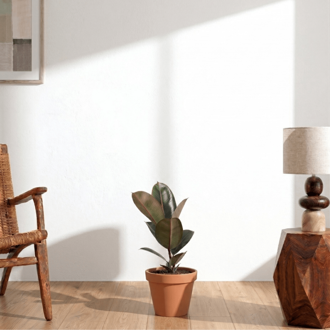 Rubber Plant (Ficus elastica Robusta) - Bostan