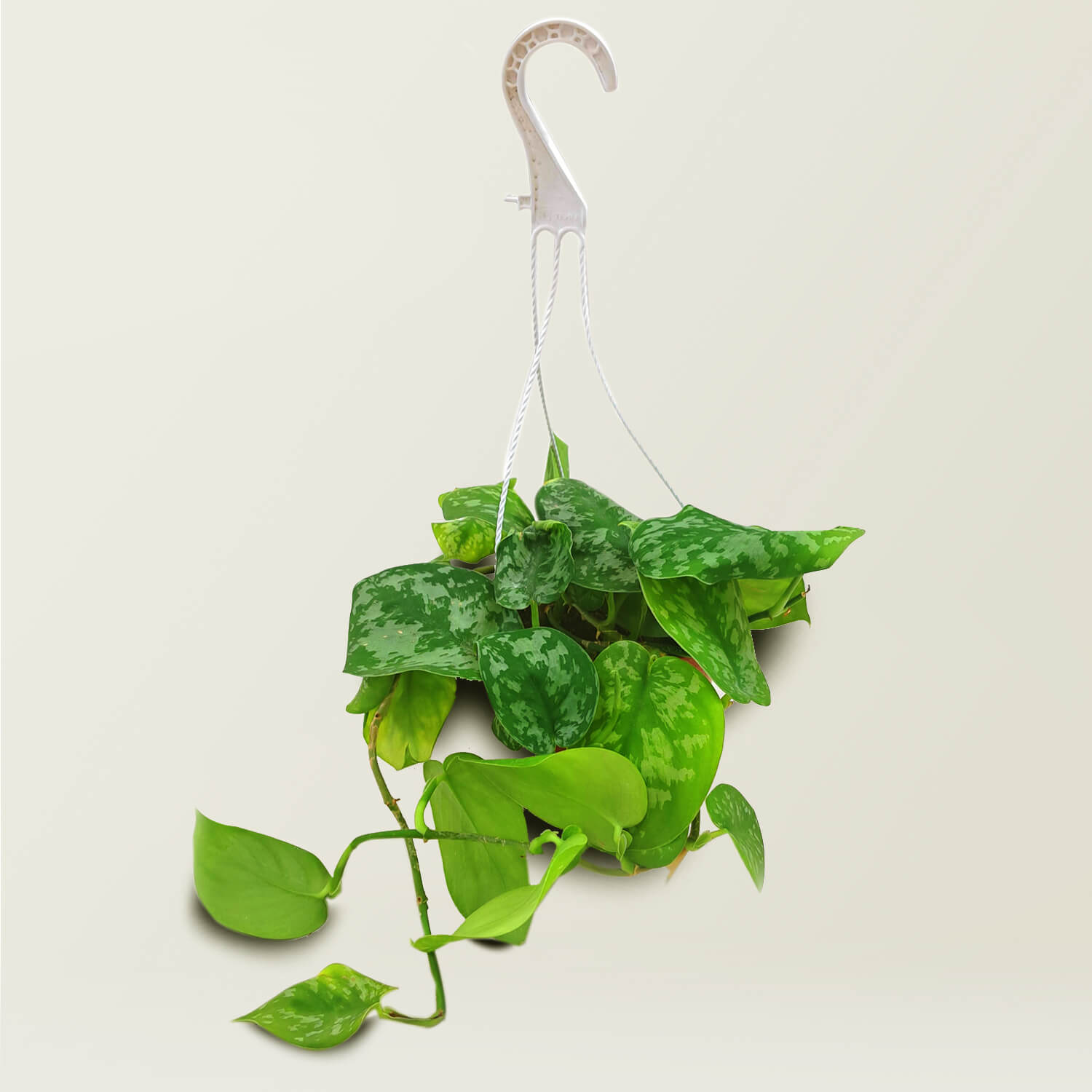 Scindapsus Pictus (Satin Pothos) - Bostan Al Jazeera