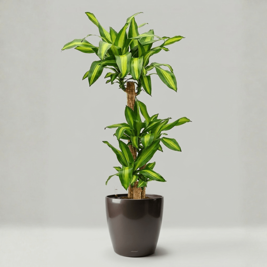 Self - watering Pot HG - 3104A - Bostan