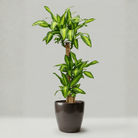 Self - watering Pot HG - 3104A - Bostan