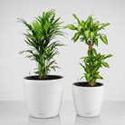 Self - watering Pot HG - 3104A - Bostan