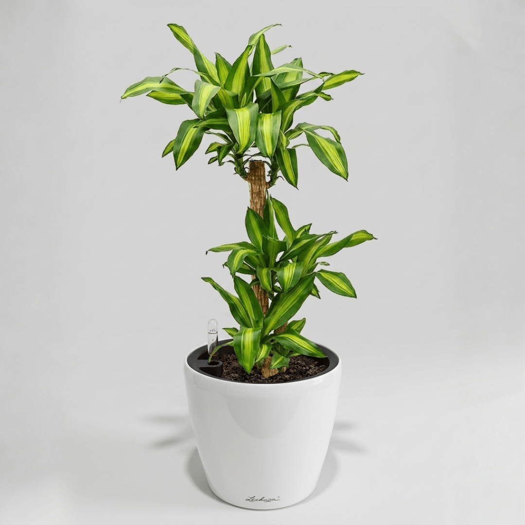 Self - watering Pot HG - 3104A - Bostan