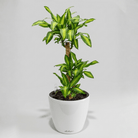 Self - watering Pot HG - 3104A - Bostan