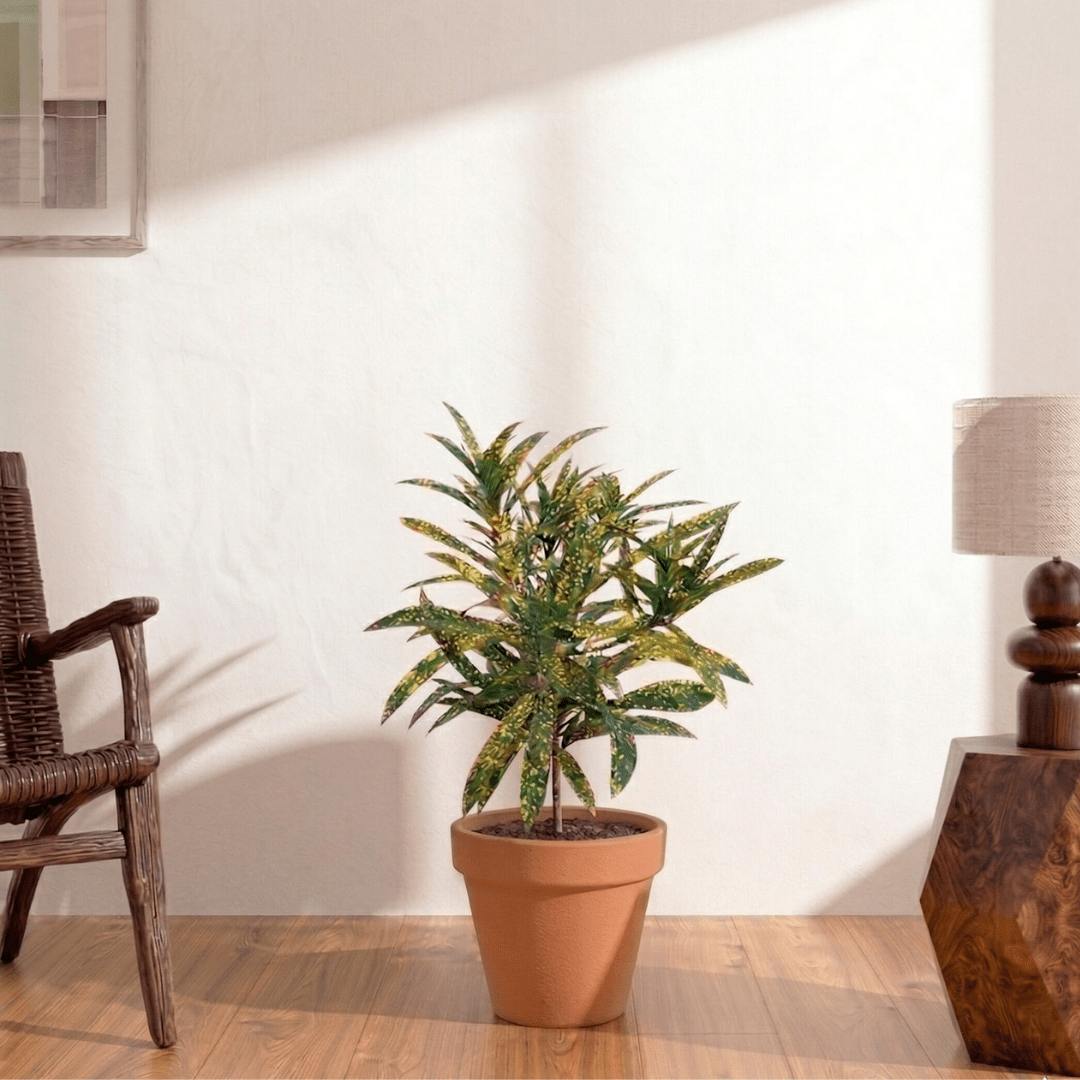 SHRUB CODIAEUM VARIEGATUM GOLD STAR - Bostan