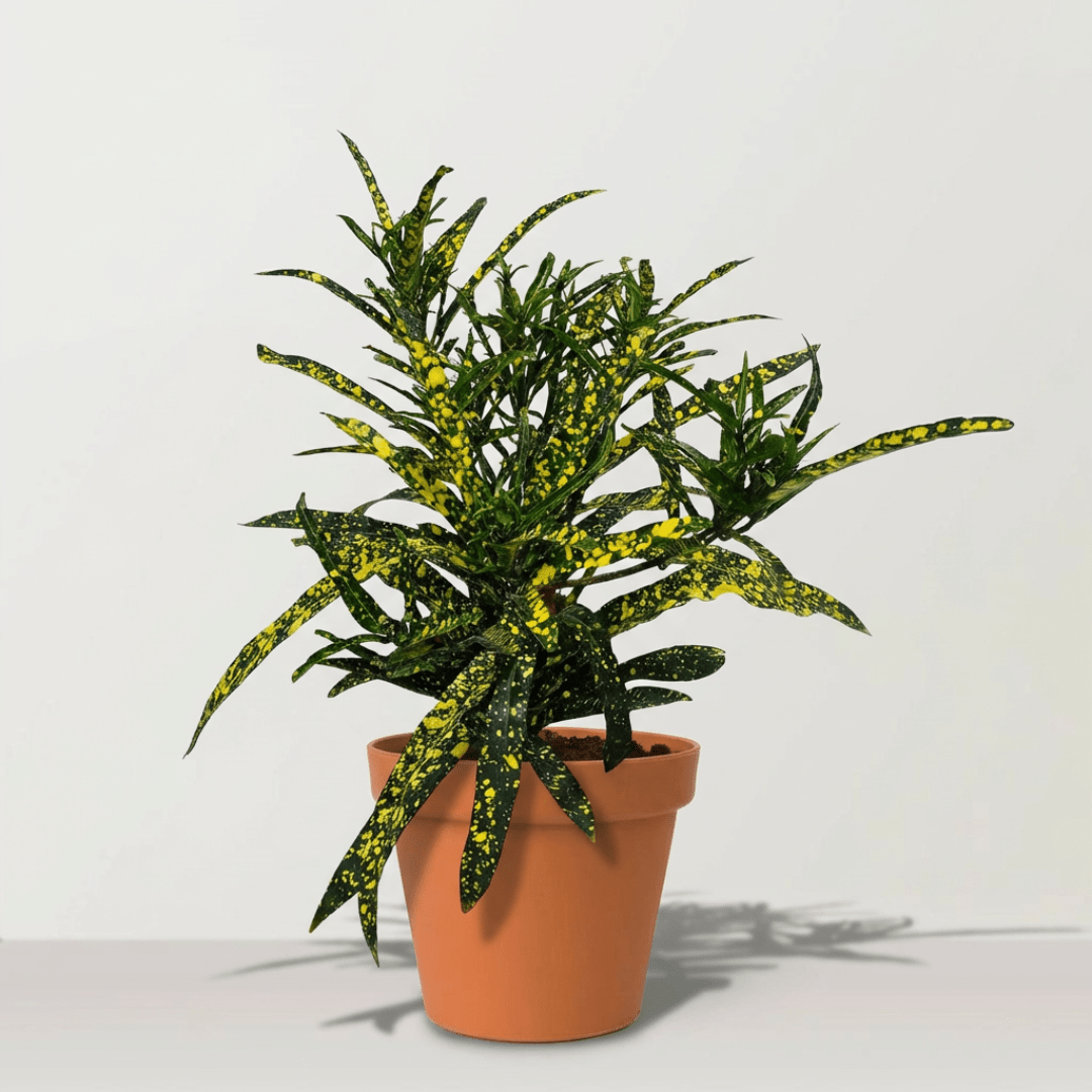 SHRUB CODIAEUM VARIEGATUM GOLD STAR - Bostan