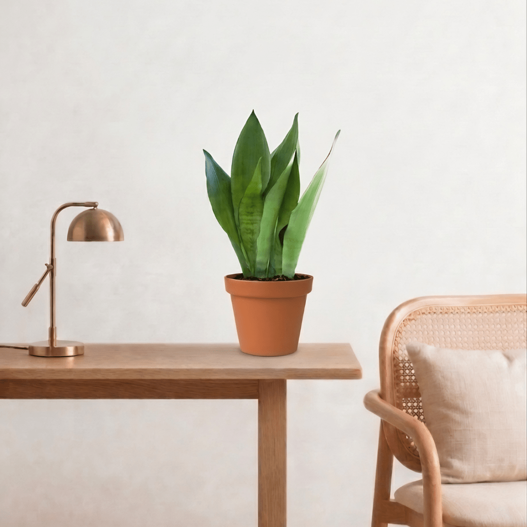 Silver Snake Plant (Sansevieria Moonshine) - Bostan