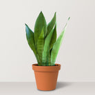 Silver Snake Plant (Sansevieria Moonshine) - Bostan Al Jazeera