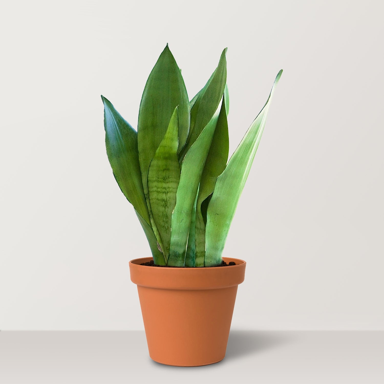 Silver Snake Plant (Sansevieria Moonshine) - Bostan Al Jazeera