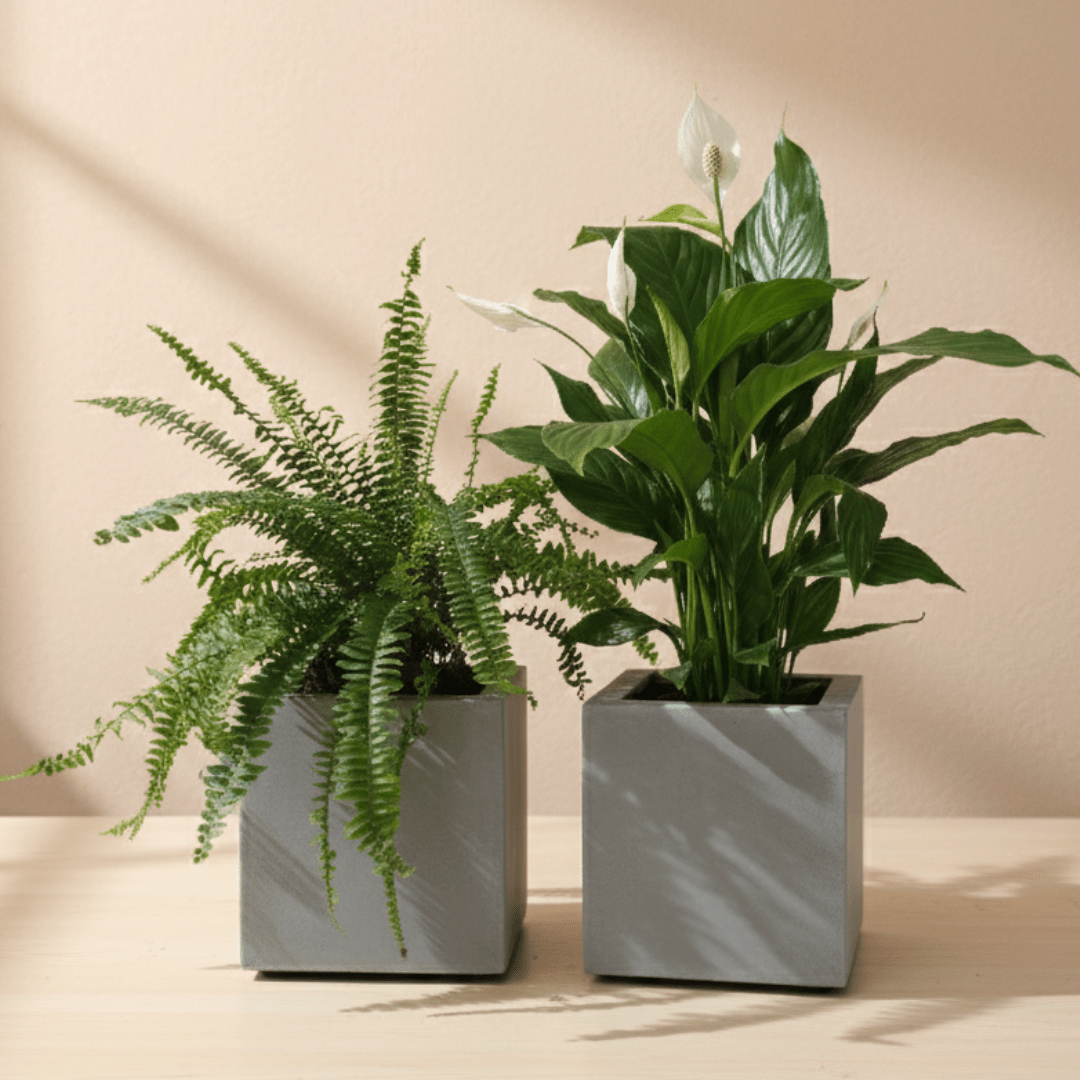 Small Queen's Set - Bostan Al Jazeera