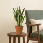 Snake Plant (Sansevieria trifasciata Laurentii) - Bostan