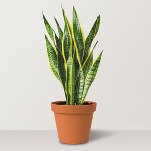 Snake Plant (Sansevieria trifasciata Laurentii) - Bostan Al Jazeera