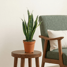Snake Plant (Sansevieria trifasciata Laurentii) - Bostan