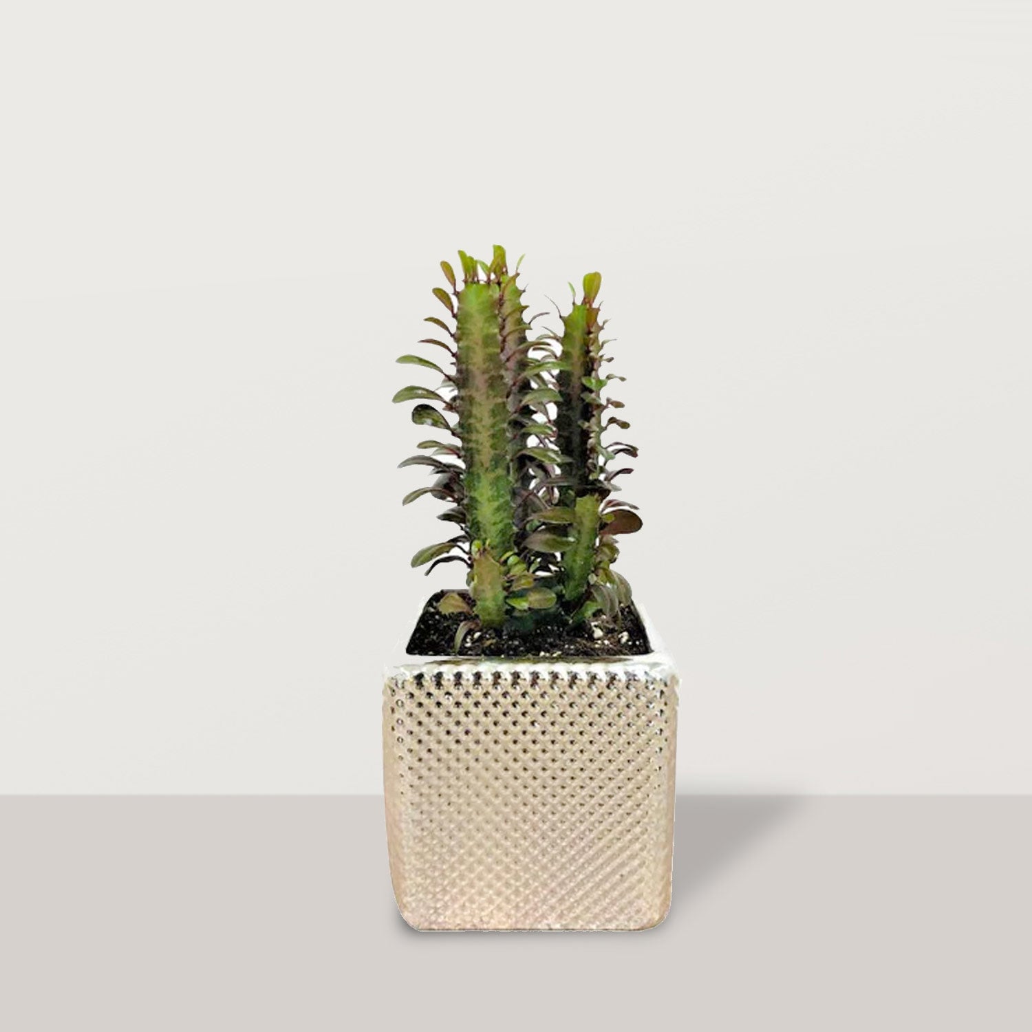 Spike Sanctuary - Bostan Al Jazeera