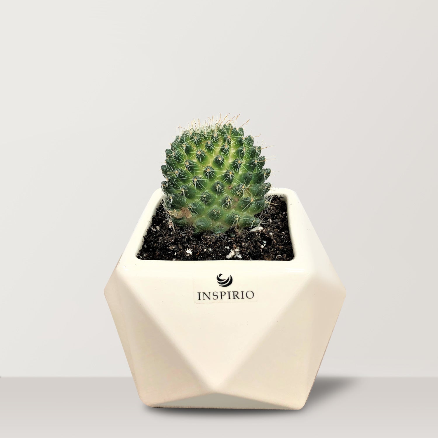 Spikey - Bostan Al Jazeera