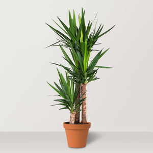 Spineless Yucca (Yucca elephantipes) - Bostan Al Jazeera