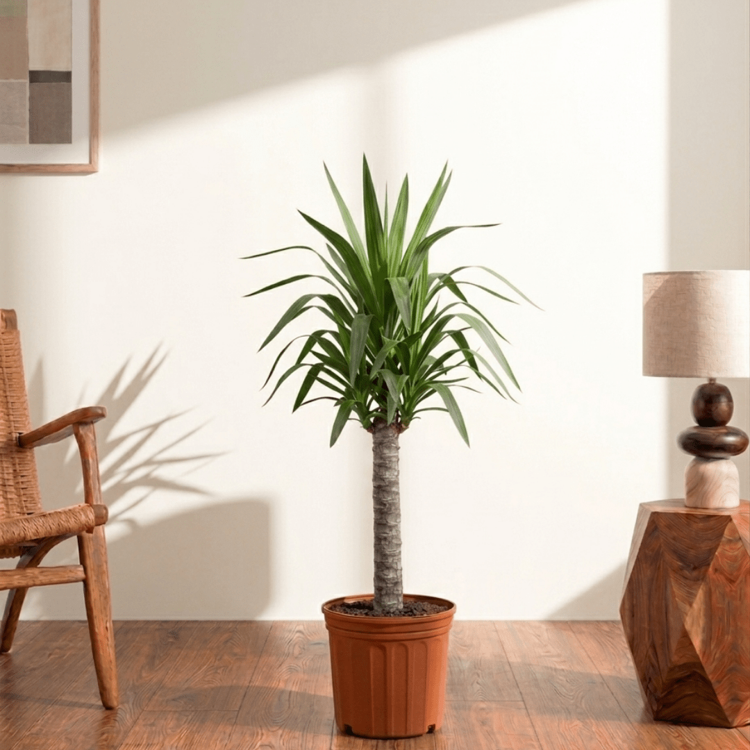 Spineless Yucca (Yucca elephantipes) - Bostan