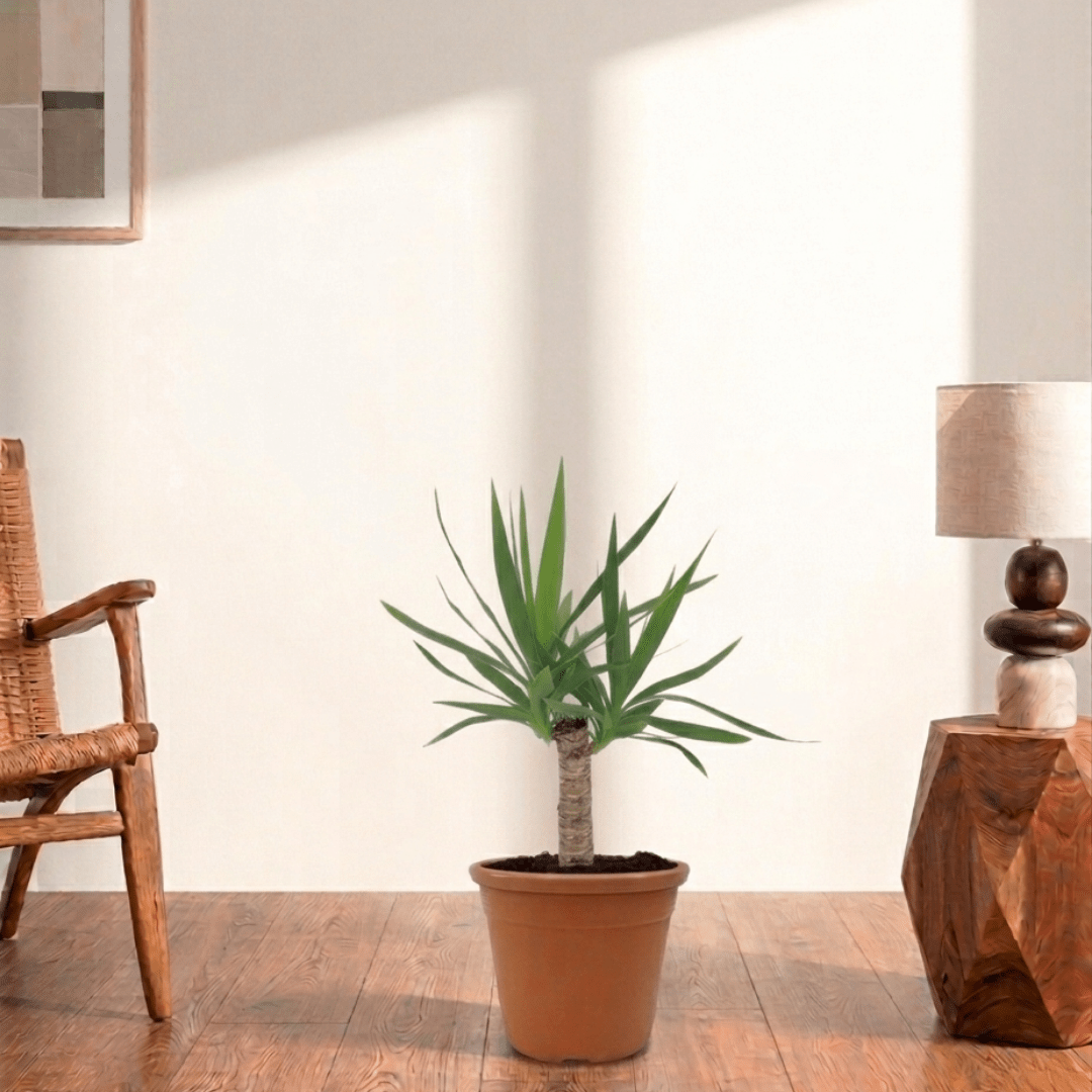 Spineless Yucca (Yucca elephantipes) - Bostan