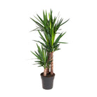 Spineless Yucca (Yucca elephantipes) - Bostan Al Jazeera