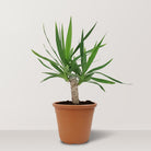 Spineless Yucca (Yucca elephantipes) - Bostan Al Jazeera