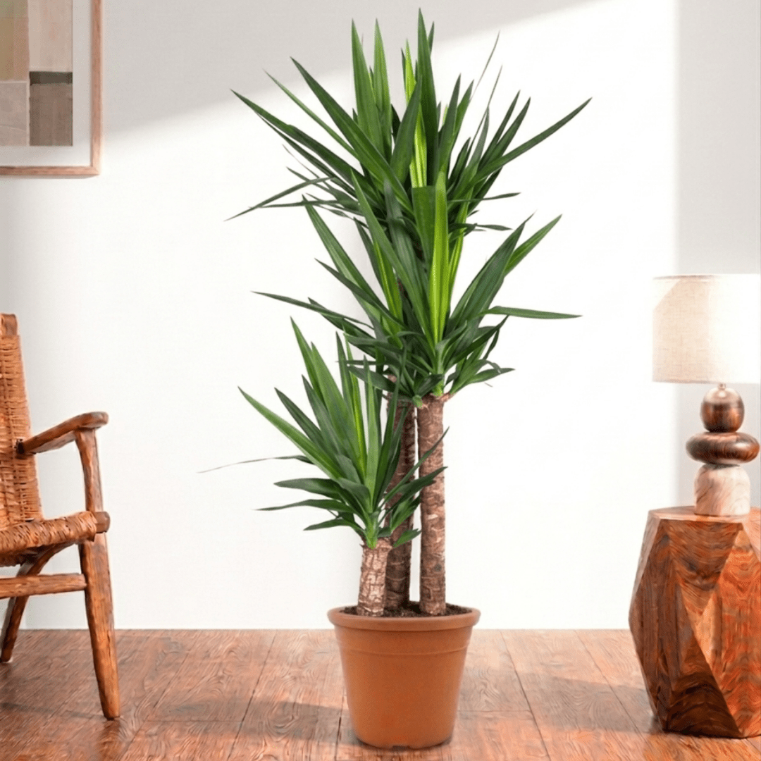 Spineless Yucca (Yucca elephantipes) - Bostan