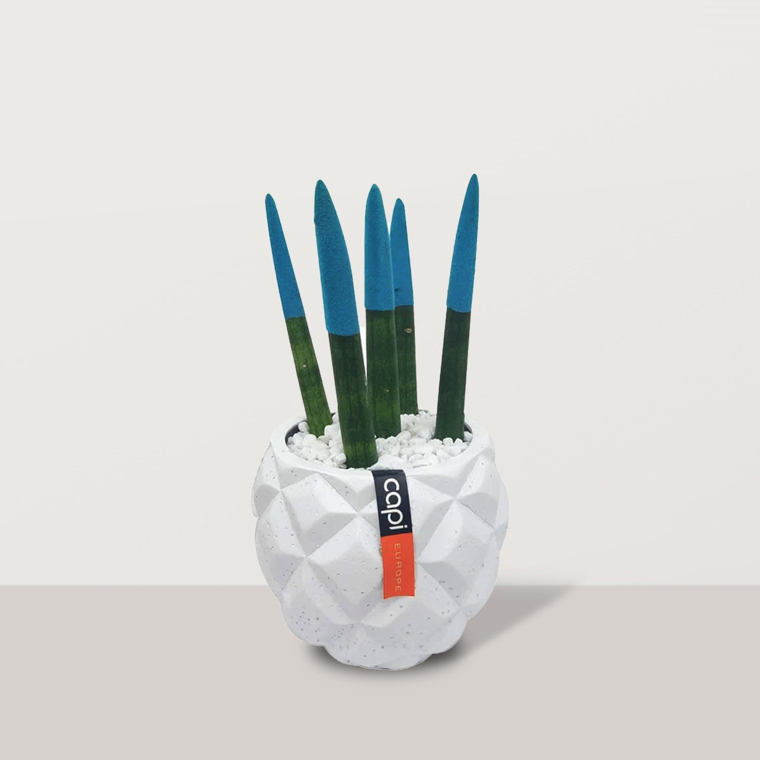 Succulent Solace - Bostan Al Jazeera