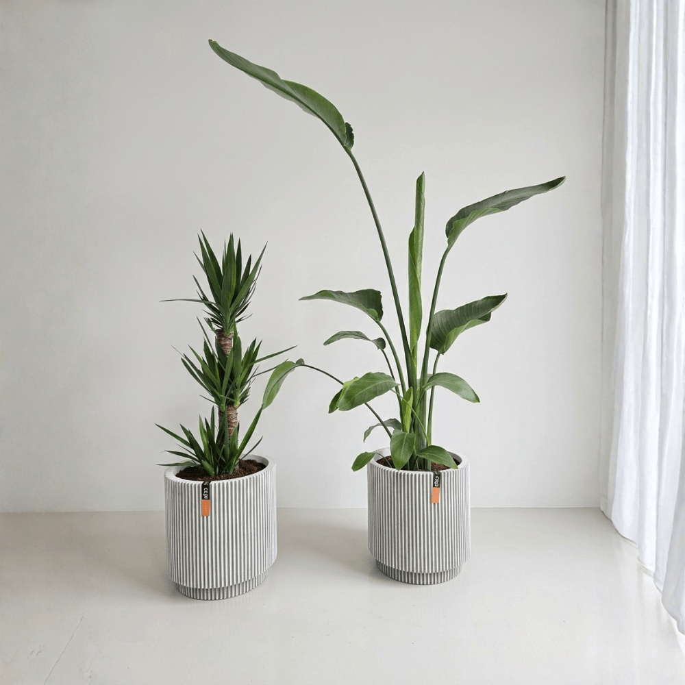 Sunlight Set - Bostan Al Jazeera