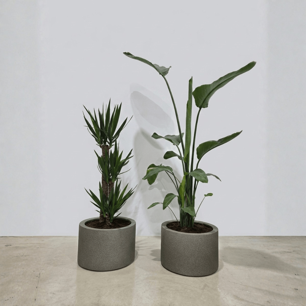 Sunlight Set - Bostan Al Jazeera