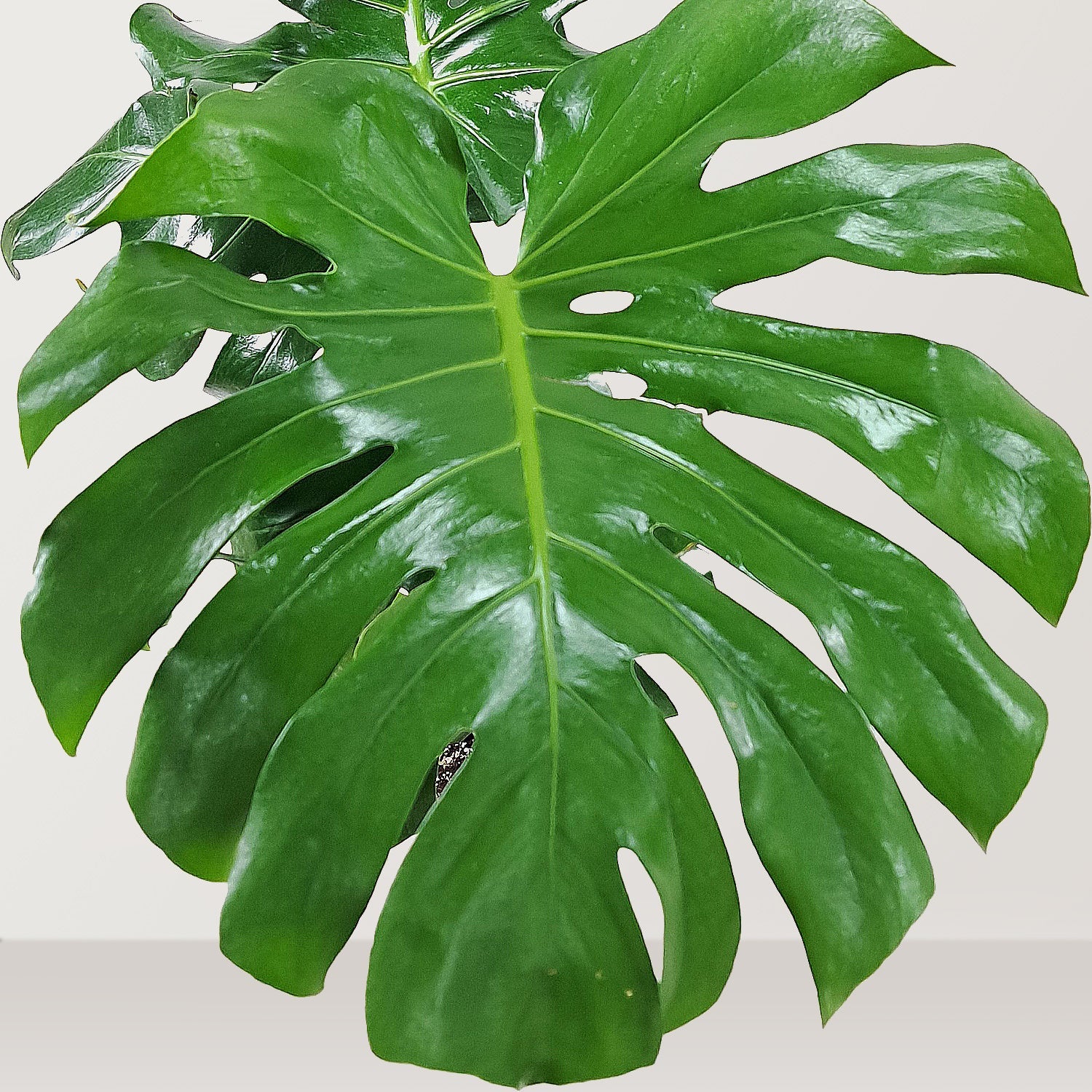 Swiss Cheese Plant (Monstera deliciosa) - Bostan Al Jazeera