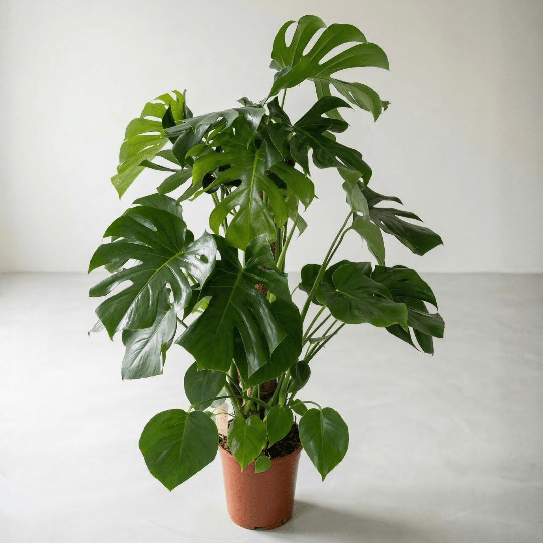 Swiss Cheese Plant (Monstera deliciosa) - Bostan