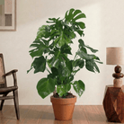 Swiss Cheese Plant (Monstera deliciosa) - Bostan
